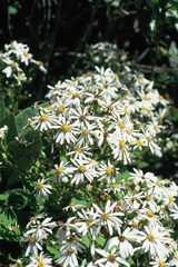 Brachyglottis hectorii