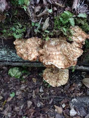 Piptoporellus soloniensis