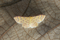 Idaea similinea