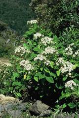 Brachyglottis hectorii