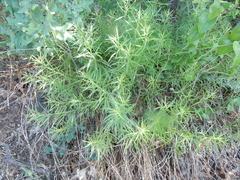Baccharis texana