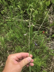 Delphinium treleasei