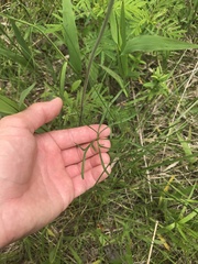Delphinium treleasei