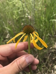 Echinacea paradoxa paradoxa