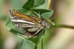 Isturgia limbaria