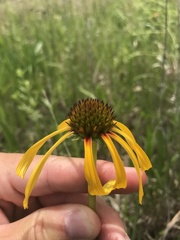 Echinacea paradoxa paradoxa