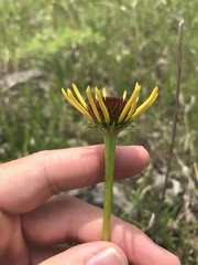 Echinacea paradoxa paradoxa