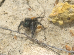 Phidippus cryptus