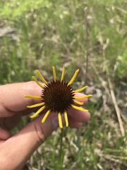 Echinacea paradoxa paradoxa