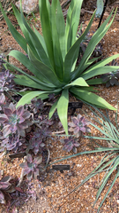 Agave eggersiana