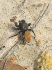 Phidippus cryptus