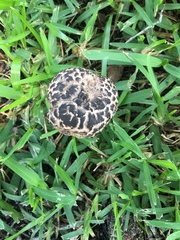 Strobilomyces strobilaceus image