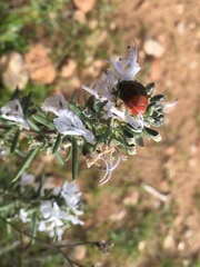 Chrysolina americana