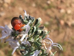 Chrysolina americana