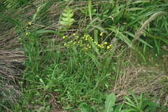 Senecio marotiri
