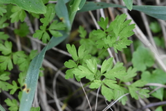 Adoxa moschatellina