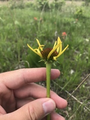 Echinacea paradoxa paradoxa