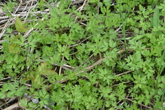 Adoxa moschatellina