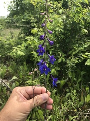 Delphinium treleasei