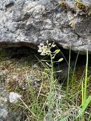 Draba muralis