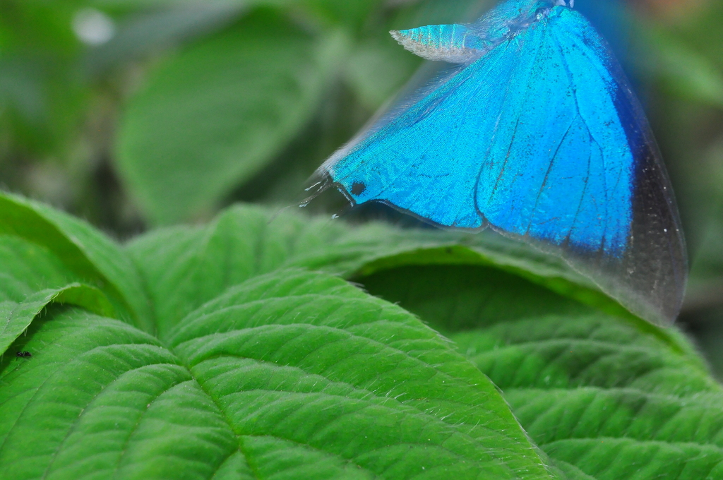 Marsyas Hairstreak