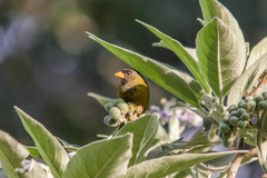 Oriole Finch photo 3
