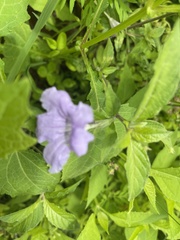 Ruellia purshiana