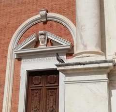 Columba livia domestica