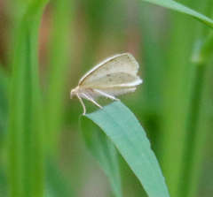 Petrophora subaequaria