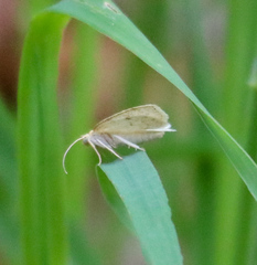 Petrophora subaequaria