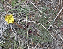 Harbouria trachypleura