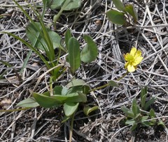 Ranunculus glaberrimus