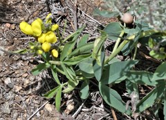 Thermopsis divaricarpa