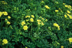 Senecio sterquilinus