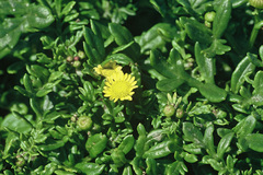 Senecio sterquilinus