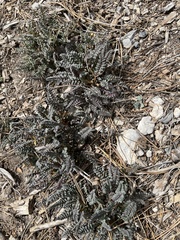 Pedicularis semibarbata charlestonensis