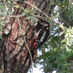 Dendrocopos major hispanus