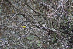 Myioborus melanocephalus