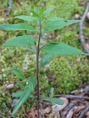 Melampyrum lineare