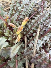 Pedicularis semibarbata charlestonensis