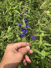 Delphinium treleasei