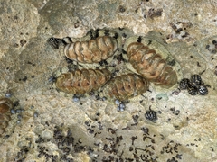 Acanthopleura