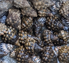 Echinolittorina tuberculata