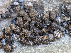 Echinolittorina tuberculata