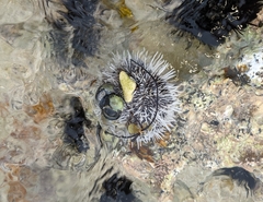 Tripneustes ventricosus