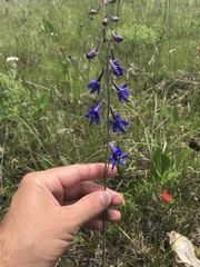 Delphinium treleasei