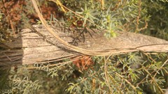 Suaeda