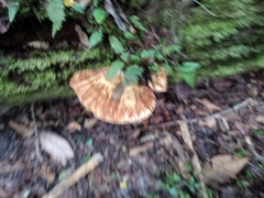 Piptoporellus soloniensis