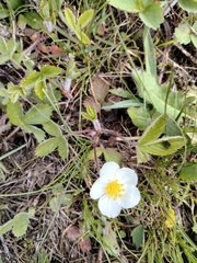 Fragaria chiloensis pacifica