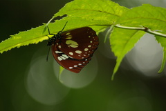 Charaxes madagascariensis